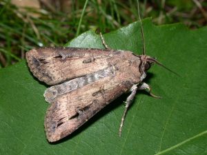 Adulte d'<i>Agrotis ipsilon</i>. Photo de Mr Philippe Mothiron, site Lepinet.