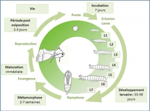 cycle_lacanobia