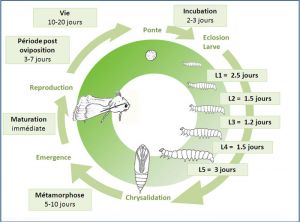 cycle_Spodoptera_exigua