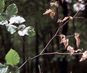 Dessèchement de branche au cours de l'été en raison d'un chancre ceinturant à la base (© L.-M Nageleisen)