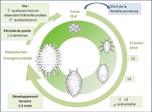 cycle_planococcus_citri