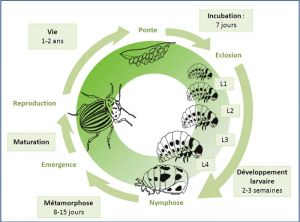 cycle_doryphore