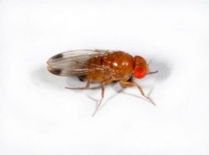 Drosophila_suzukii_5