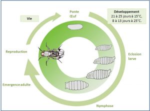 cycle-droso-suzukii