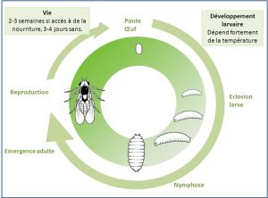 cycle_ Chromatomyia-syngenesiae