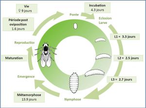 cycle_Liriomyza_bryoniae