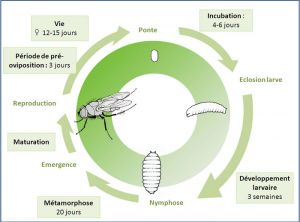 cycle_delia_radicum