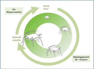 cycle_puceron_pois