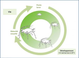 cycle_brachycaudus