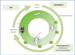 cycle_lygus_rugulipennis