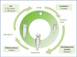 Cycle de développement à 25°C d'<i>Aculops lycopersici</i>. J. Poidatz (Koppert)