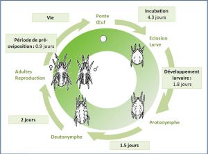 cycle_tetranychus_urticae