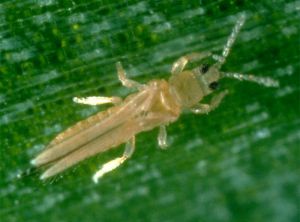 Adulte de<i>Thrips tabaci</i>. Photo du site Agroscope.