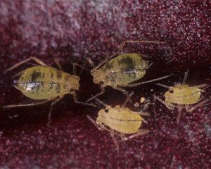 Adultes aptères et nymphes d'<i>Aulacorthum circumflexum</i>. Photo de Bernard Chaubet (INRA).