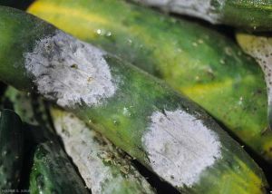 Phytophthora9