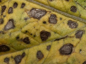 Lésion typique d'<i><b>Alternaria</i> sp.</b> avec taches nécrotiques en anneaux concentriques et halo jaunâtre