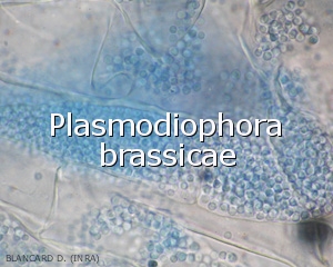 Diagno-Plasmodiophora1