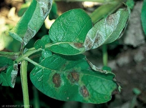 Taches foliaires brun foncé, entourées d'un halo vert pâle à jaune et d'un feutrage blanc sur le dessous des feuilles.<i><b>Phytophthora infestans</i></b> (mildiou de la pomme de terre)