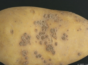 Lésions de gale poudreuse (<i><b>Spongospora subterranea</i></b>) sur tubercules : stade avancé (ouvertes et libérant une poudre brune de spores)