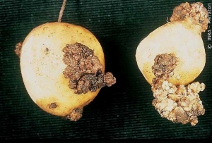 Tumeurs noires en chou-fleur provoquées par la galle verruqueuse (<i><b>Synchytrium endobioticum</i></b>) sur les tubercules de pomme de terre