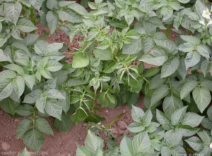 Nanisme, enroulement et éclaircissement des feuilles d'une plante de pomme de terre atteinte de rhizoctone brun (<i><b>Rhizoctonia solani</i></b>)