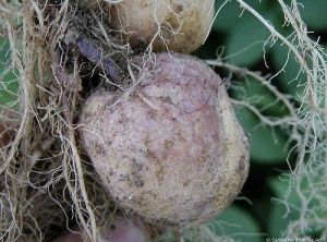 Tubercule sur plant de pomme de terre atteint de rhizoctone violet (<i><b>Rhizoctonia crocorum</i></b>), porteur de filaments mycéliens violacés et évoluant en pourriture