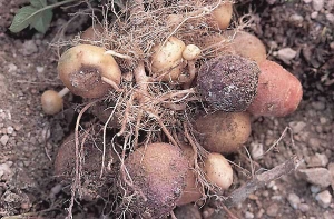 Tubercules sur plant de pomme de terre atteint de rhizoctone violet (<i><b>Rhizoctonia crocorum</i></b>), porteurs de filaments mycéliens violacés et évoluant en pourriture