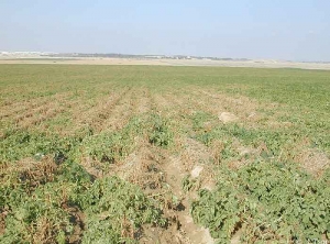 Parcelle de pomme de terre atteinte de verticilliose (<i><b>Verticillium </i>sp.</b>), présentant une maturitée avancée en zone touchée