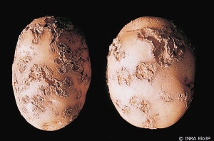 Lésions en cratères sur tubercules de pomme de terre. <i><b>Streptomyces</i> spp.</b> (Gale en pustule)