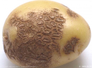 Taches superficielles sur tubercule de pomme de terre. <i><b>Streptomyces</i> spp.</b> (Gale en liège)