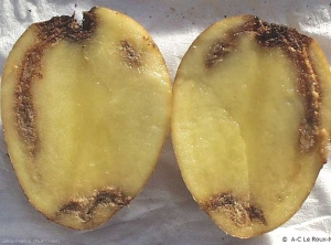 Pourriture brune de l'anneau vasculaire, évolutive sur tubercule de pomme de terre. <i><b>Ralstonia solanacearum</i></b> (pourriture brune)