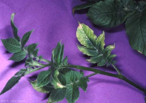 Feuillage dressé et déformé sur une plante de pomme de terre atteinte du <i><b>Potato Spindle Tuber Viroïd</i></b> (PSTVd, viroïde des tubercules de pomme de terre en fuseau)