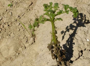 Bigarrure avec nécroses et dessèchement des feuilles de la base, nanisme et déformations foliaires sur jeune plante de pomme de terre infectée par le <i><b>Potato Virus Y</i></b> (PVY, virus Y de la pomme de terre)