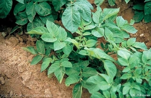 Feuillage de pomme de terre dressé et plus clair au sommet, résultat d'une infection de l'année par <i><b>Potato Leaf Roll Virus</i></b> (PLRV, virus de l'enroulement de la pomme de terre)