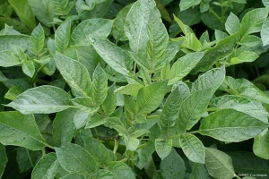 Jaunissement du feuillage de pomme de terre et port dressé des feuilles du sommet liés à une infection par <i><b>Potato Leaf Roll Virus</i></b> (PLRV, virus de l'enroulement de la pomme de terre)