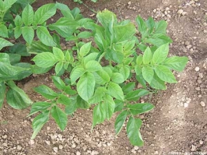 Feuillage de pomme de terre dressé et plus clair au sommet, et enroulement des feuilles de la base liés à une infection de l'année précédente par <i><b>Potato Leaf Roll Virus</i></b> (PLRV, virus de l'enroulement de la pomme de terre)