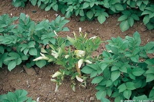 Enroulement sévère du feuillage de pomme de terre avec coloration violacée du pourtour des feuilles, lié à une infection de l'année précédente par <i><b>Potato Leaf Roll Virus</i></b> (PLRV, virus de l'enroulement de la pomme de terre)