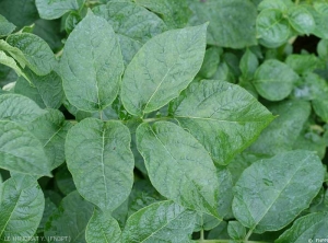Mosaïque légère traversant les nervures et feuillage brillant sur pomme de terre infectée par <i><b>Potato Virus A</i></b> (PVA, virus A de la pomme de terre)