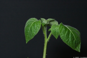 Inclinaison vers le bas de l'extrémité des folioles d'un bouquet terminal d'une plante de pomme de terre infectée par le <i><b>Potato Virus S</i></b> (PVS, virus S de la pomme de terre)