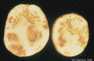 Exemple de diversité de symptômes provoqués par le <i><b>Tobacco Rattle Virus</i></b> (TRV, virus du rattle du tabac) sur tubercules de pomme de terre : arcs et lignes nécrotiques, plus ou moins discontinus et taches de rouille et taches liégeuses. 