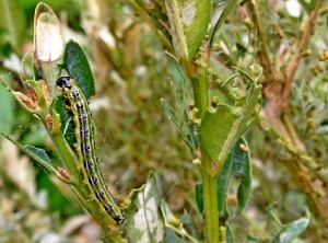 Chenille de pyrale du buis et dégâts visibles sur les buis.