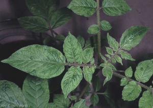 Symptômes induits par le <i><b>Pepino Mosaic Virus</i></b> (PepMV, virus de la mosaïque du pepino) après inoculation par frottements sur plante de pomme de terre : panachure et fronçage sur variété Roseval