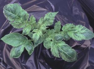 Symptômes induits par le <i><b>Pepino Mosaic Virus</i></b> (PepMV, virus de la mosaïque du pepino) après inoculation par frottements sur plante de pomme de terre : panachure et fronçage sur variété Charlotte