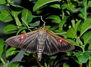 Papillon PB 4bis