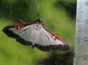 Papillon PB 5bis