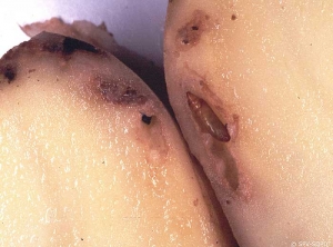 Nymphe ou chrysalide de teigne formée dans un tubercule de pomme de terre mais qui peut aussi se former dans le sol, sur des sacs ou des locaux de stockage. <i><b>Phthorimaea operculella</i></b>