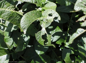 Défoliation sur plantes de pomme de terre due à une attaque de noctuelles. <i><b>Agrostis</i></b> <b>sp.</b>