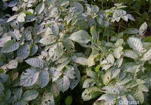 Défoliation sur plantes de pomme de terre due à une attaque de noctuelles (Calvados, 2003). <i><b>Agrostis</i></b> <b>sp.</b>