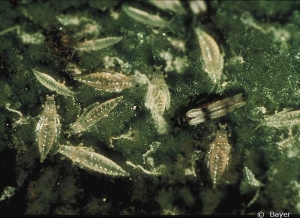 Larves de thrips. <i><b>Thrips tabaci</i></b>