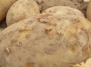 Éraflures et brunissements sur tubercule de pomme de terre